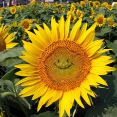sunflower (prod. meltycanon)