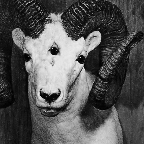 To the Goat (Maga Project) - PREVIEW - MASTERED