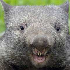 HESKK - WET WOMBAT