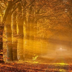 Tomi - Autumn