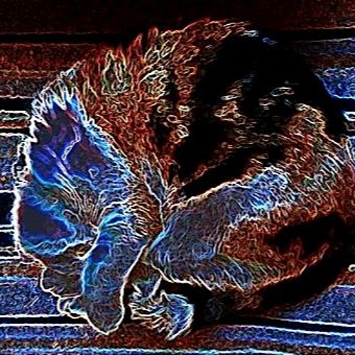 The cat on the ceiling