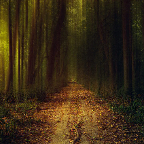 Mysterious Forest (By Florian Bochkovsky)