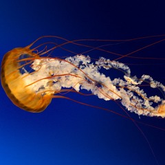 N.E.M Meech - Call Me (PROMO) Shot By Dexta Dave