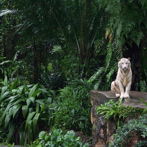 Boba - Jungle (Free Download)