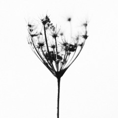 Growth