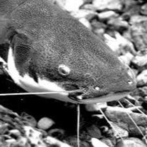 Catfish Blues (Demo Version)