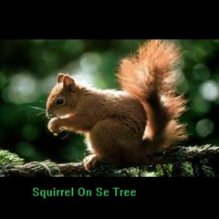 I Am Se Squirrel