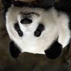 The Only Innocence On Earth Is Animals