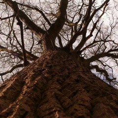 Transition I