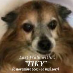 Last Walk with TIKY(A Joyful & Sad Song for him) See the description
