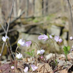 Birdy - Beautiful Lies Cover