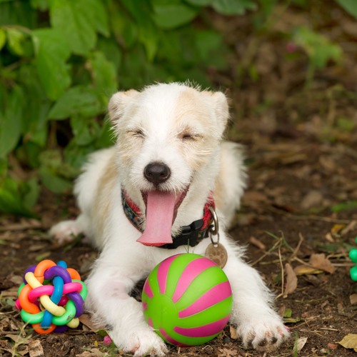 Toys in Puppy Classes