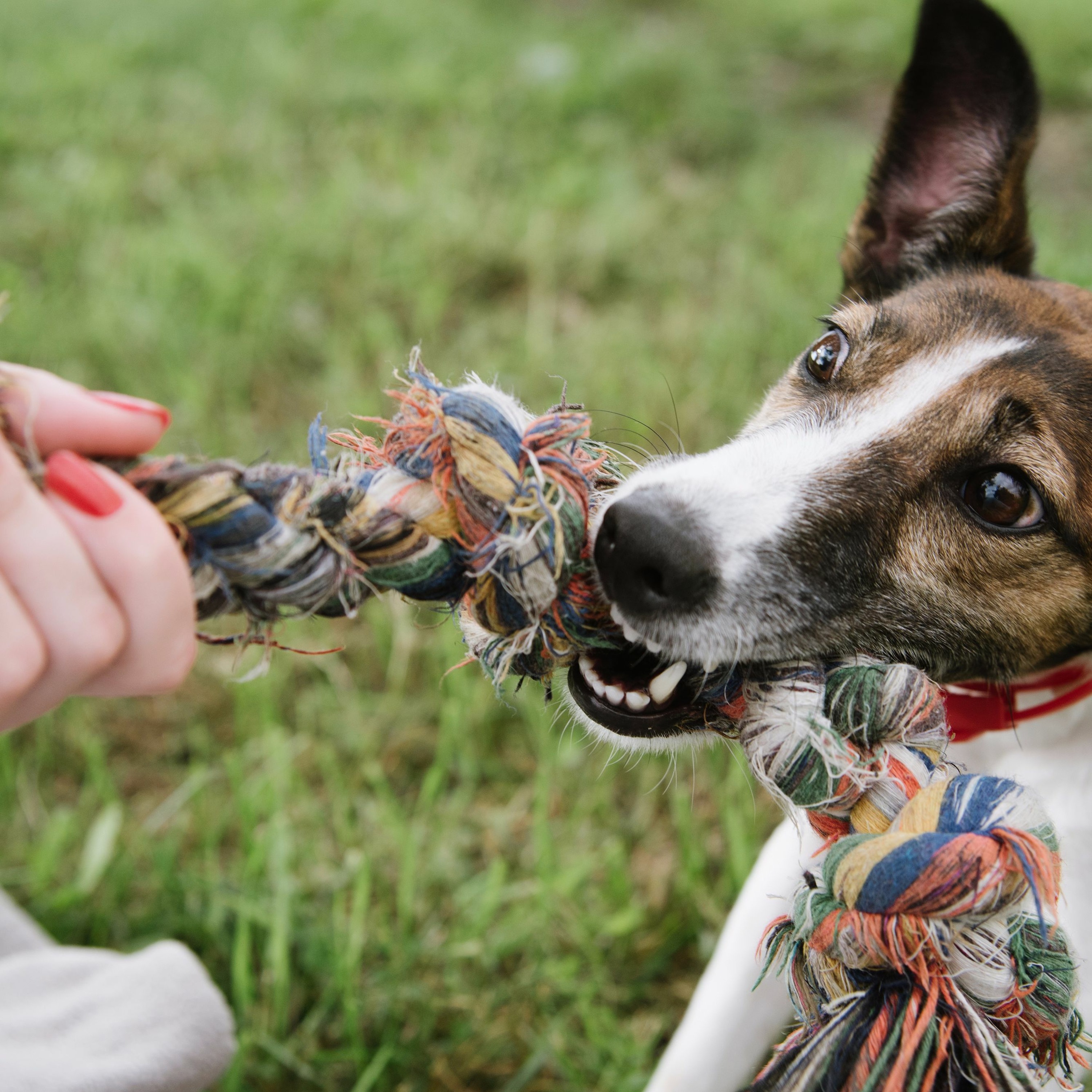 Playing Tug O’ War, Okay or Not?