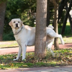 Dogs That Mark - Leg Lifting