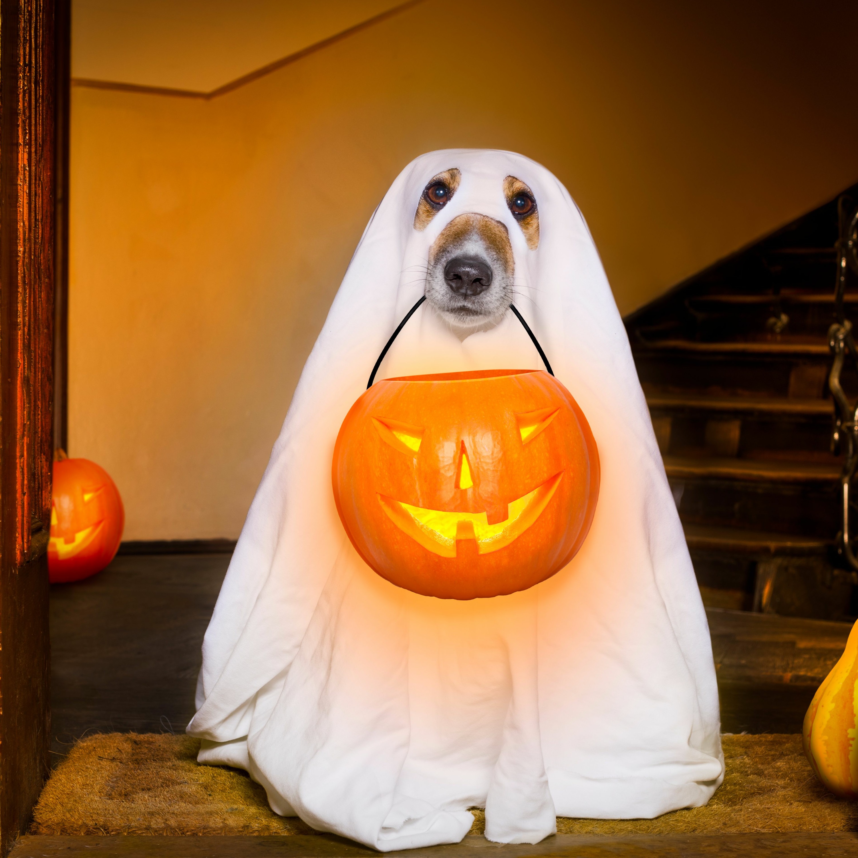 Halloween - Helping Your Dog Handle The Busiest Night Of The Year