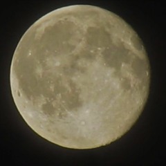 Barking At the Moon (Jam)