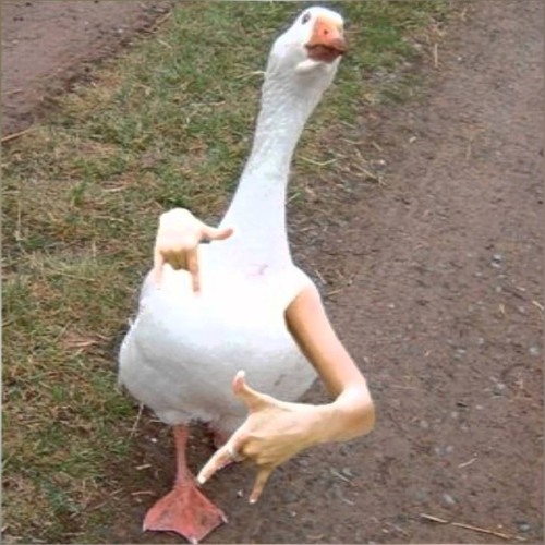 Dance Mit De Gänse