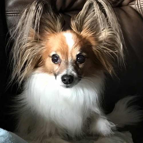 Inground main-facility ambience