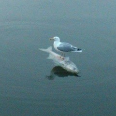 nerd thug - nolanberollin(prod. captaincrunch)