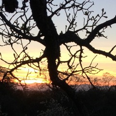 WERD - Everybody Dan's