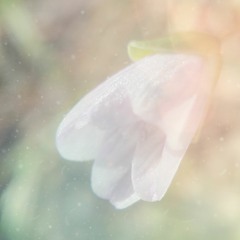 poemme - symphony of meadow