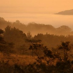 Dawn Chorus (Original Trancescape)