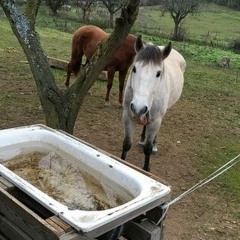 Caballo blanco