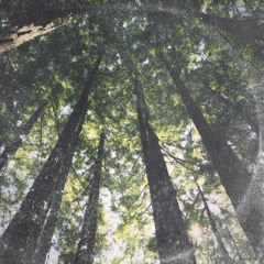 forest.dreams