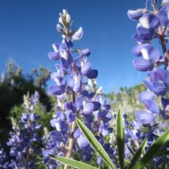 Bloom Blast '17 - Ep.2: Wet Wildflowers