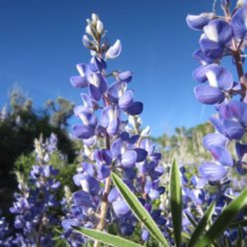 Bloom Blast '17 - Ep.2: Wet Wildflowers