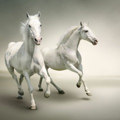 White Horses beat PROD BY YA YAH