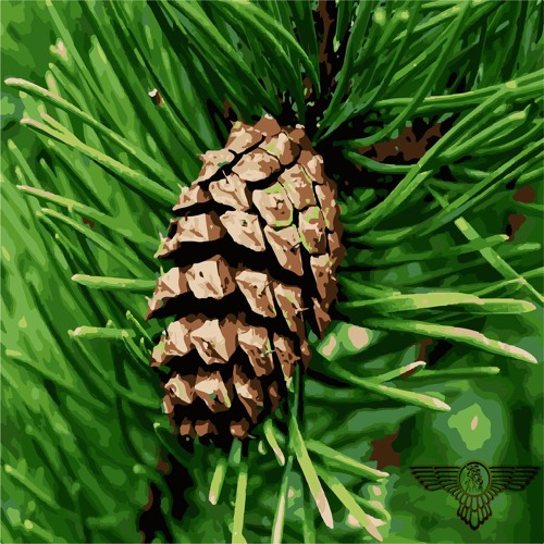 Pine Cone