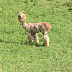 All The Way Down X Head Splitter