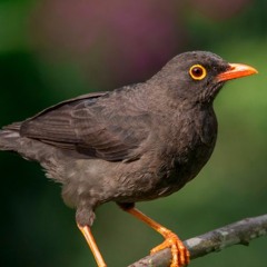 Mirla (Turdus fuscater) melodioso canto en Bogota