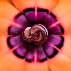 The Nature Of Consciousness - Rupert Spira