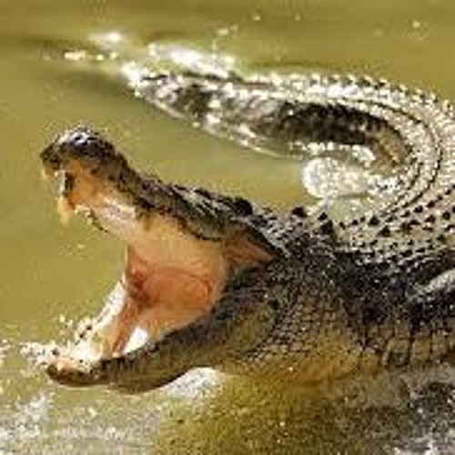 September Crocodiles