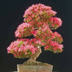 giac mo buon - ngo chan dong