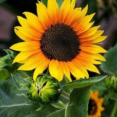 Pukul 4 Pagi (Puisi Aan Mansyur)