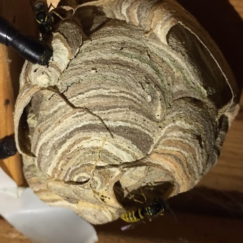 Vespula Vulgaris Nest At Night Barwick 140617 MONO