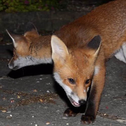 TELETUSSY (Symen Haze vs. Blokkmonsta Telefongespräch)