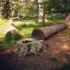 Rolling Cart, Footsteps, Airplane (Arboretum)