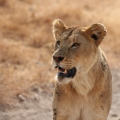 "African Harvest"   by Guy Niosi