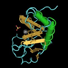 Hedgehog Protein