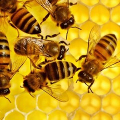 We Are The Bees