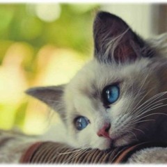 J'Essaye De T'Oublier