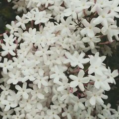 اهل السما بتحبك "دُف" 🌼