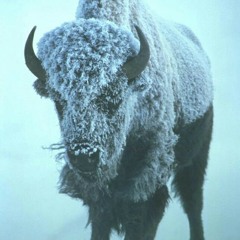 Great white Buffalo