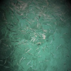 Moving Freshstyler ( Venti D'Oriente MIX )