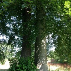 Stay Gold (First Aid Kit Cover)