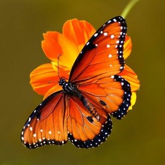Butterfly (Demo)